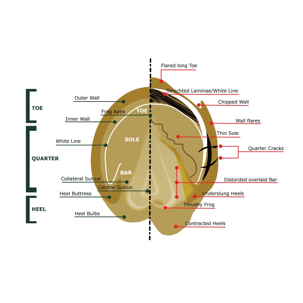 Transitioning Your Horse: Rest or Exercise for Great Hoof Health?