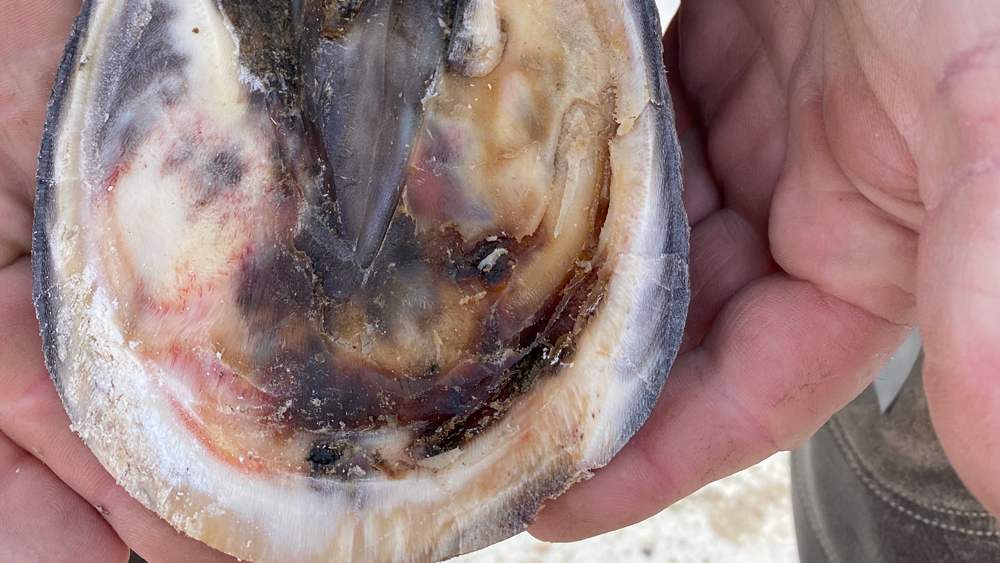 Horse Hoof Abscess Dried