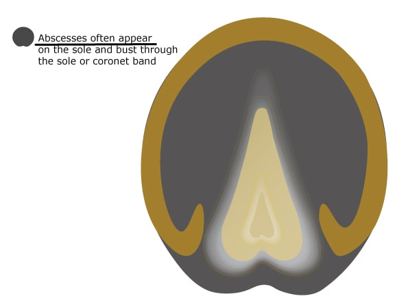 Horse Hoof Abscesses