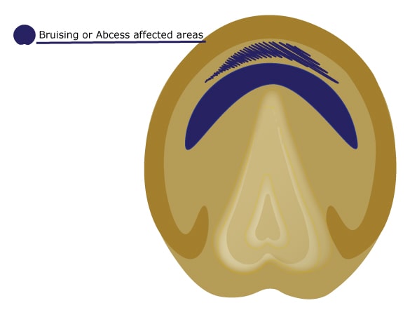 Horse Hoof Bruises