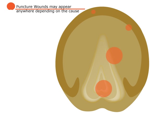 Horse Hoof Puncture Wound