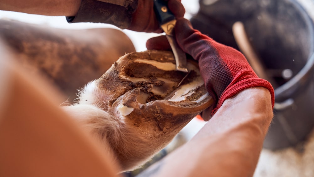 Horse Hoof Trimming Step 1 Clean Hoof