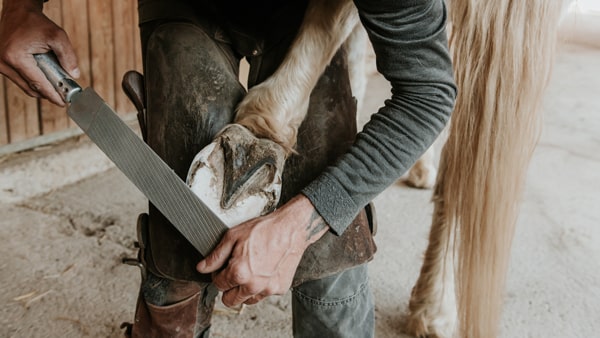 Horse Hoof Trimming Step 3 Filing the hoof