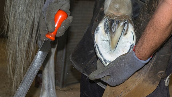 Horse Hoof Trimming Step 4 Remove Excess