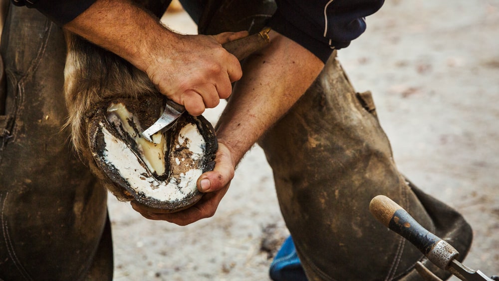 How to trim horses hooves