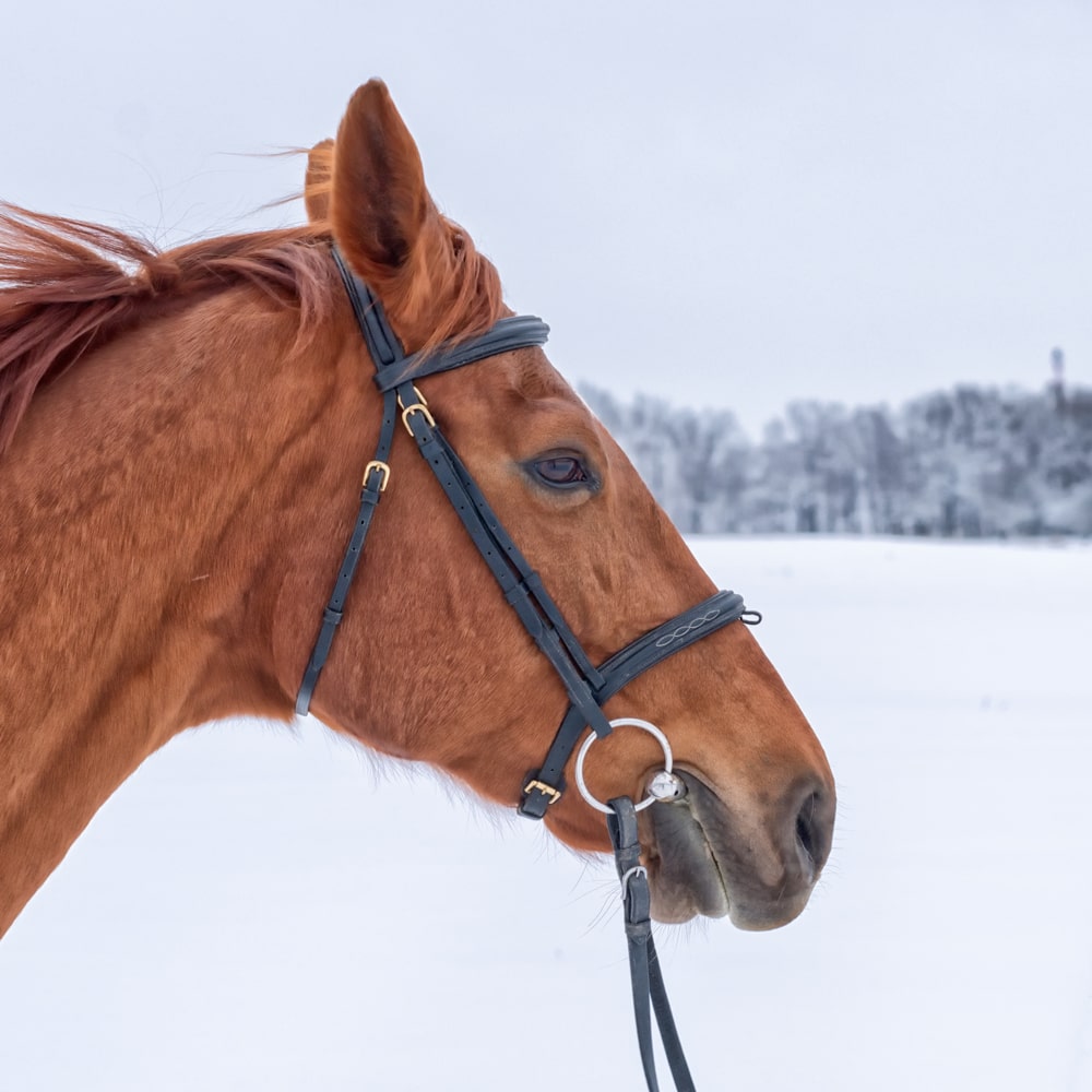 Winter Horse hoof rest