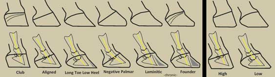 horse hooves drawing