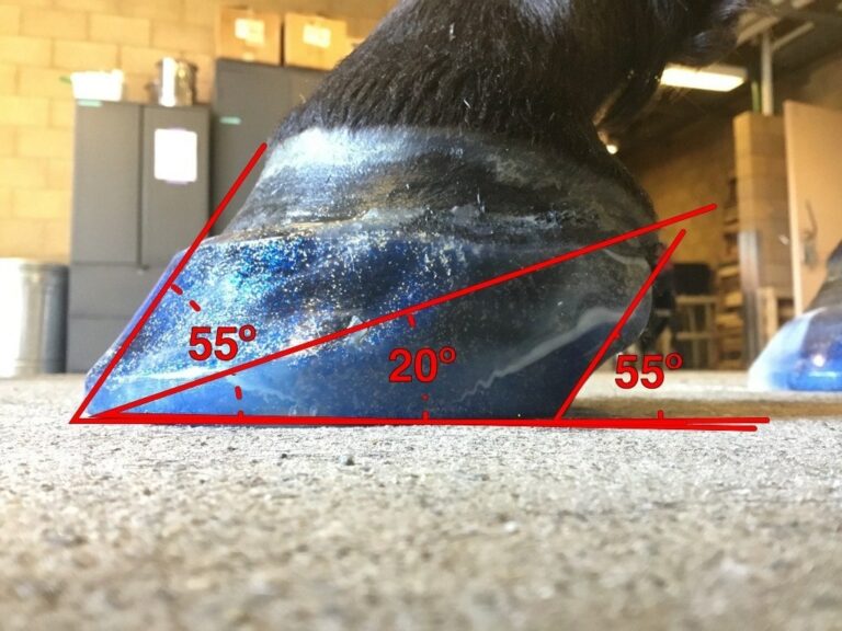 Corrected Horse Hoof Angles