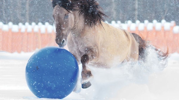 Equine Sport Therapy