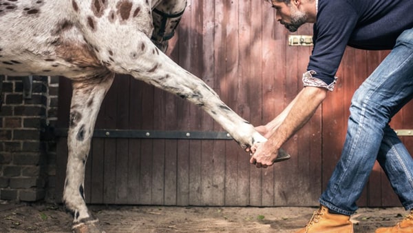 Equine Therapy