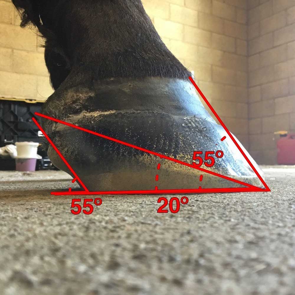 Horse Heel problems