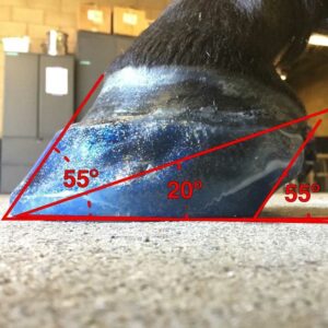 Horse Hoof Angles Lines