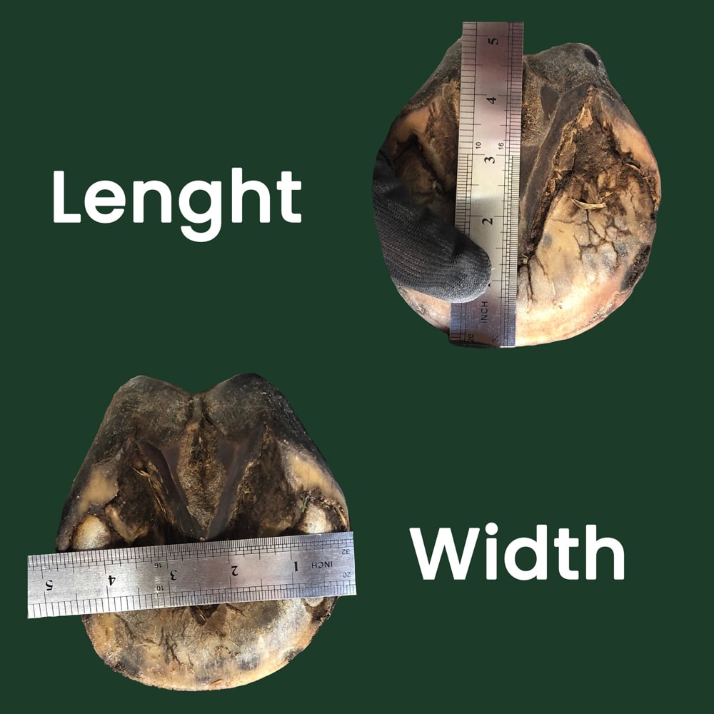 Find The Right FormaHoof Size For Your Horse's Hoof