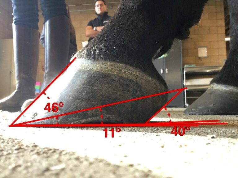 Unlock Secrets of Horse Hoof Angles with FormaHoof
