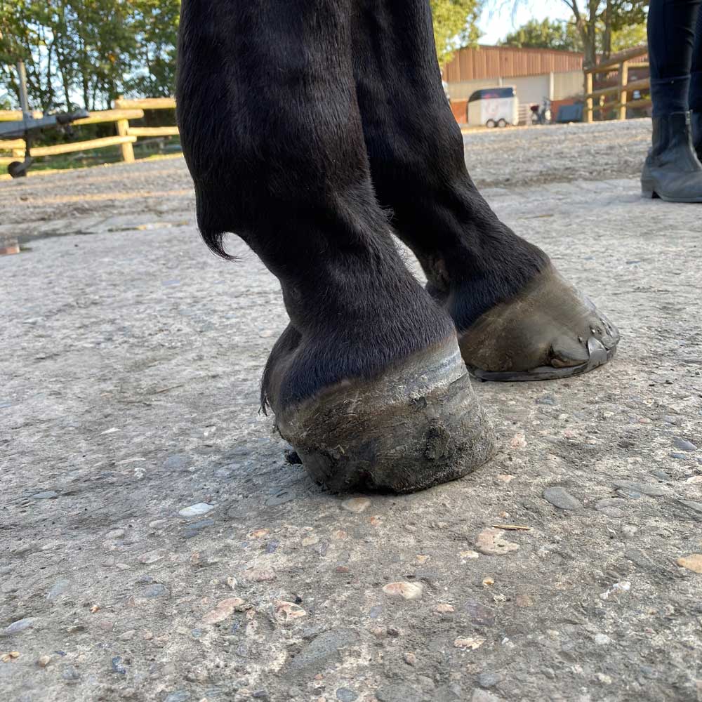 The Basics of Horse Hoof Angles Explained