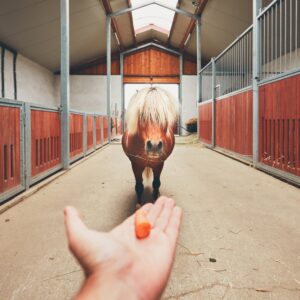 homemade horse treats