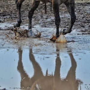 FormaHoof in mud