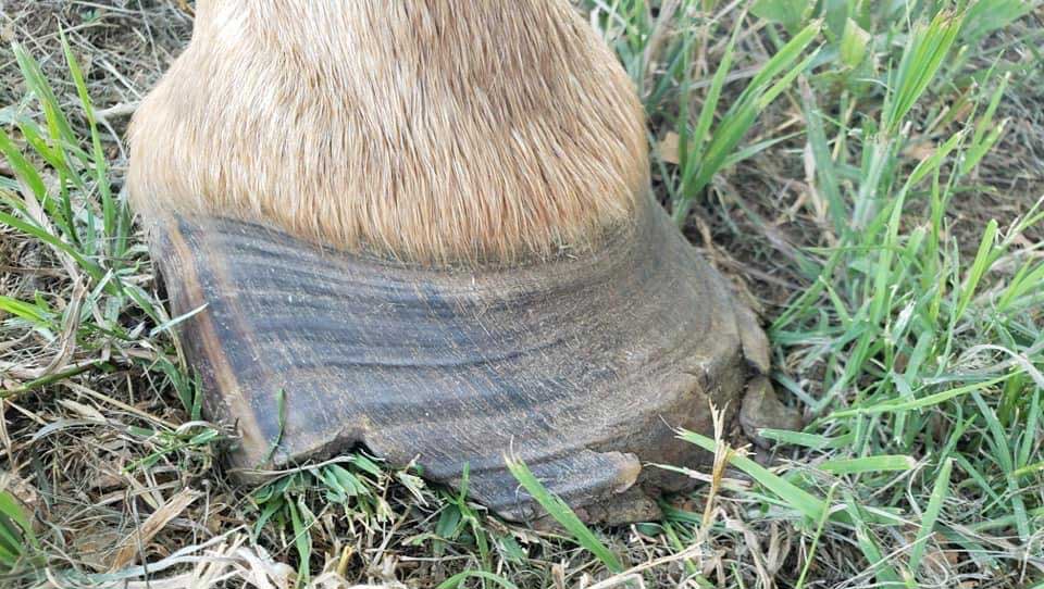 Laminitis Horse Recovery Plan