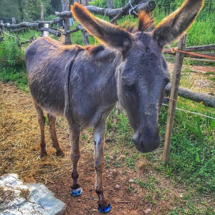 Laminitis in Donkey Treatment