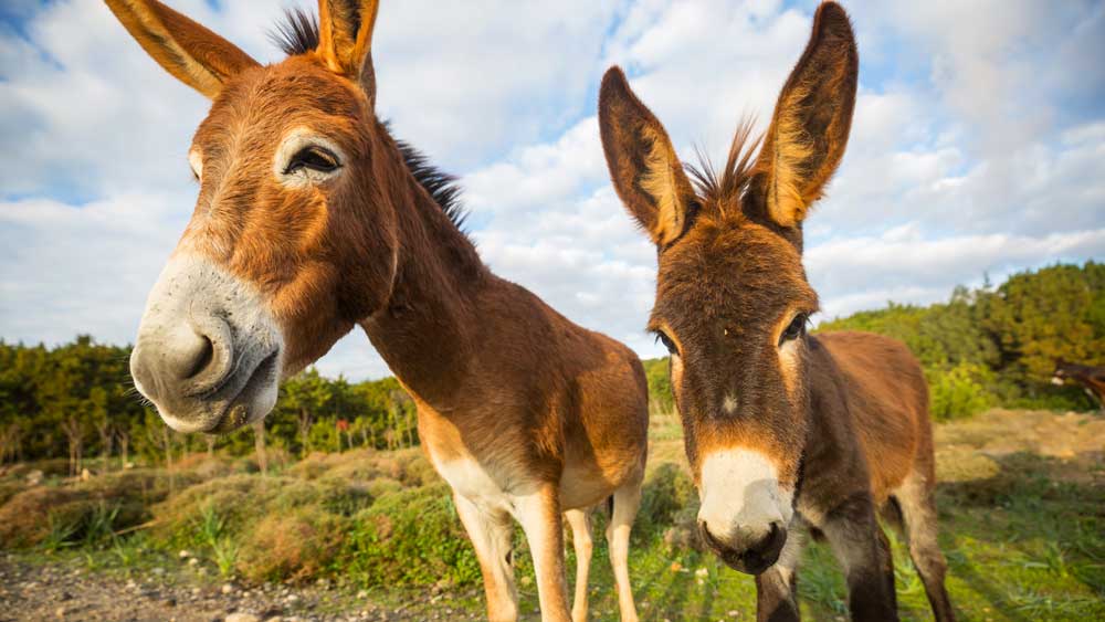 Laminitis in Donkeys