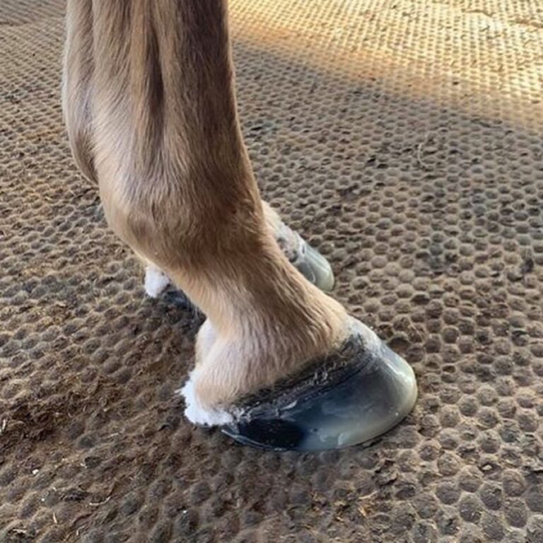 Laminitis Horse Recovery Comprehensive Guide & Tips