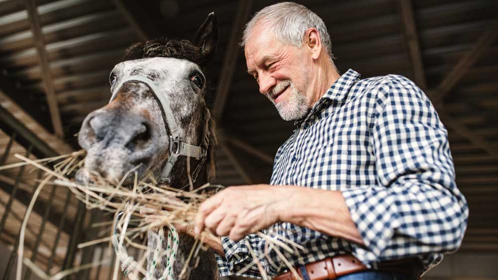 An elderly man feeding his beloved horse, showing the dedication and love in horse care throughout the horse's life