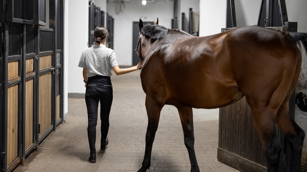 Bringing Horse Back to Work