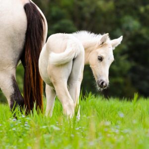 Broodmare to Foal Care Guide