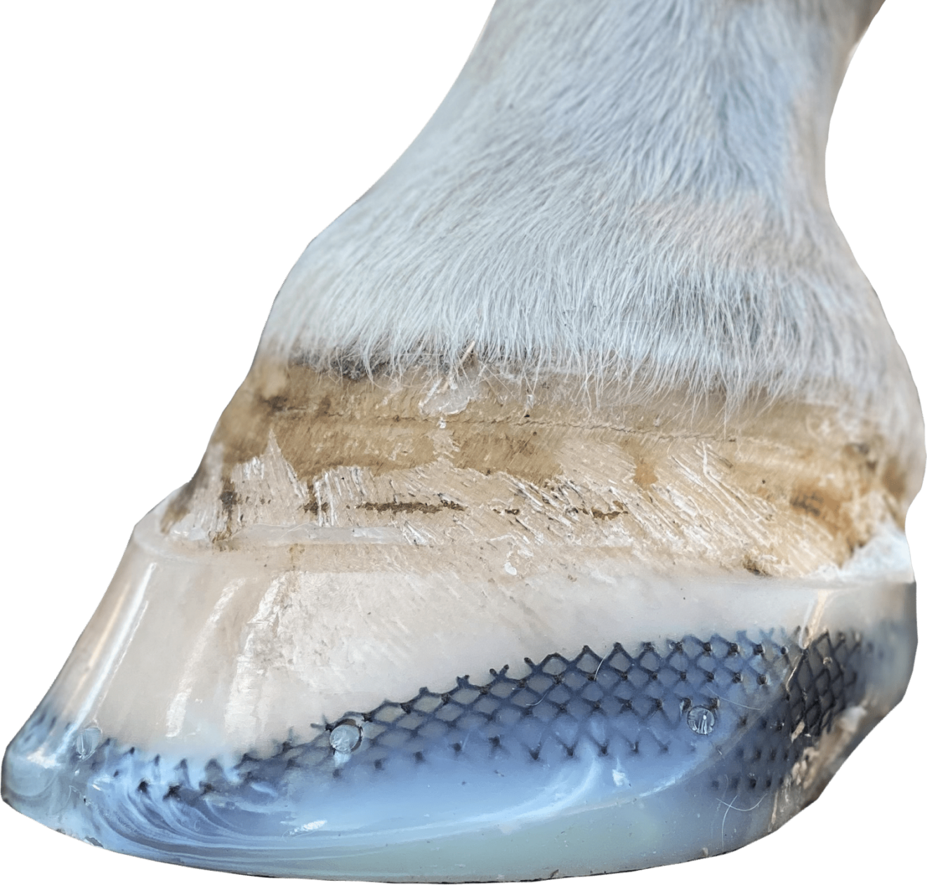 Laminitis In Horses NonInvasive, Supportive Treatment