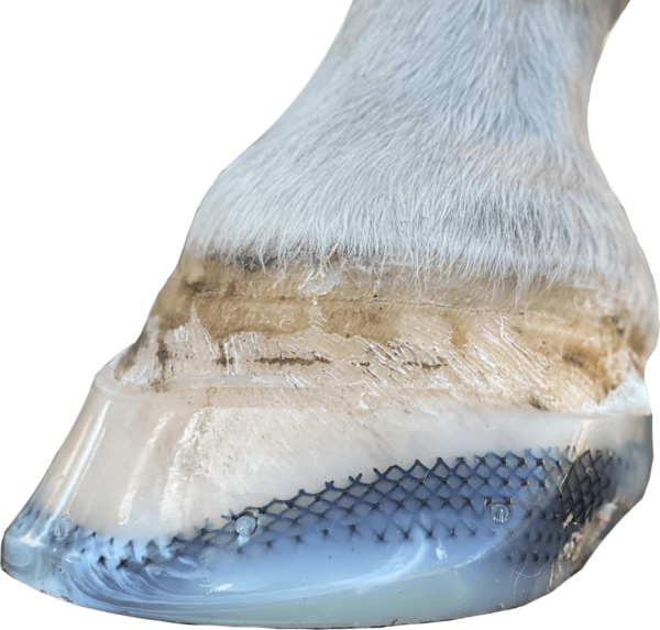 Laminitis In Horses NonInvasive, Supportive Treatment