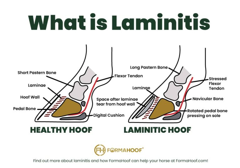 Laminitis In Horses NonInvasive, Supportive Treatment