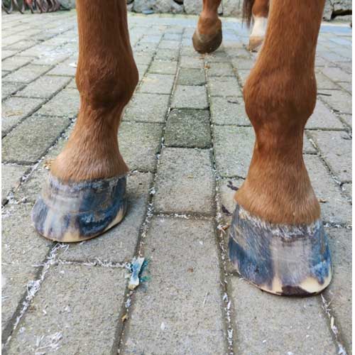 Hoof regrowth 10 months