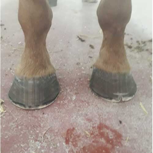 Hooves before FormaHoof Applications