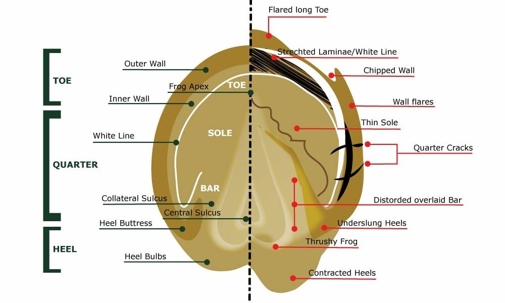 What your horse's hoof angle may be telling you - Horses